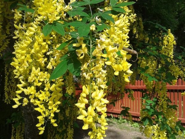 金色の花