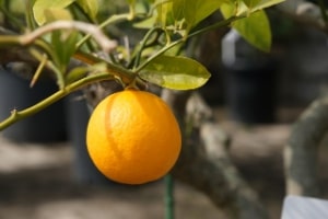 柑橘のフリー素材