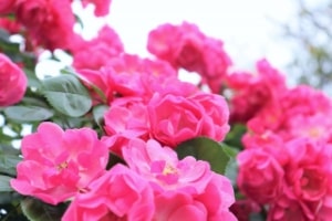 可愛いピンクのバラ