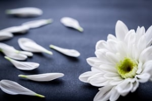 喪中の白い花