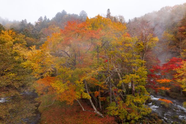 紅葉狩りの楽しみ方3