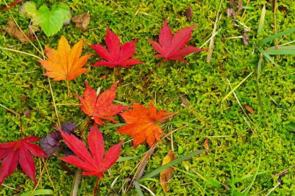 紅葉狩りの楽しみ方4