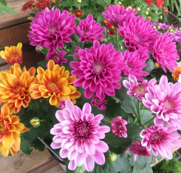 秋彼岸のお供え花3