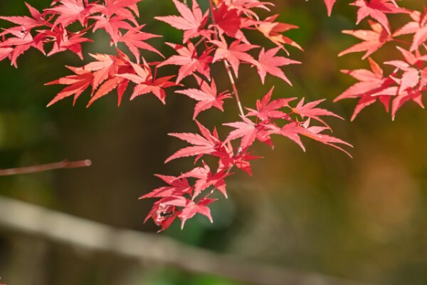 紅葉狩りの楽しみ方9