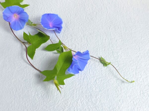 秋彼岸のお供え花7
